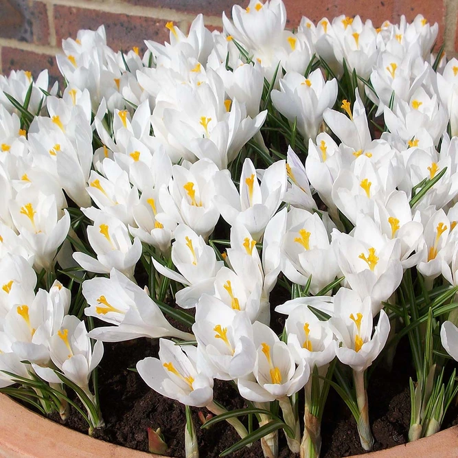Flower Bulbs - Crocus 'White' (10 Bulbs) - image 2