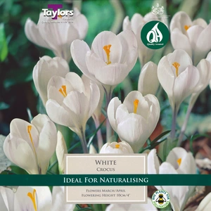 Flower Bulbs - Crocus 'White' (10 Bulbs) - image 1