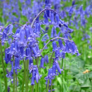 Flower Bulbs - English Grown Bluebells (5 Bulbs) Hyacinthoides Non-Scripta - image 2