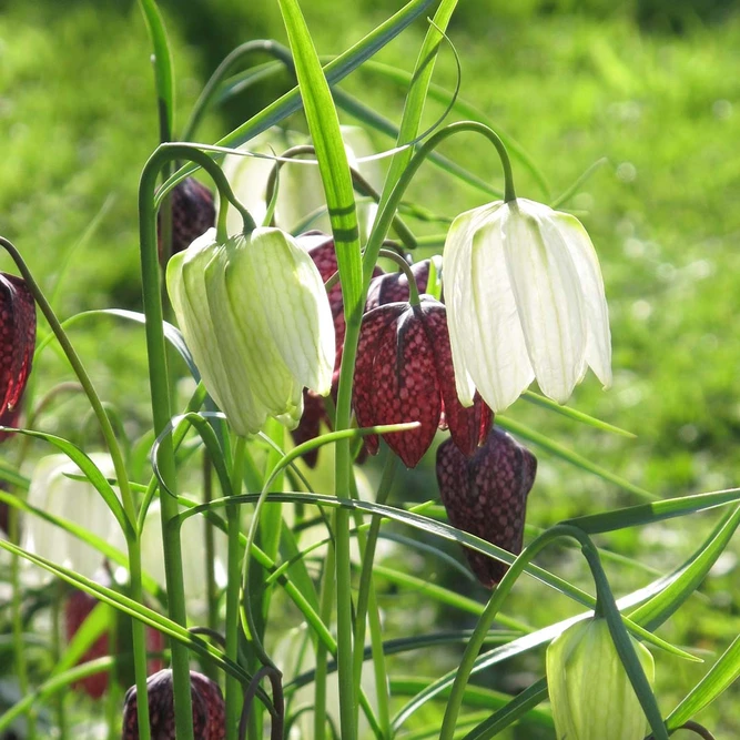 Flower Bulbs - Fritillaria meleagris (10 Bulbs) - image 2