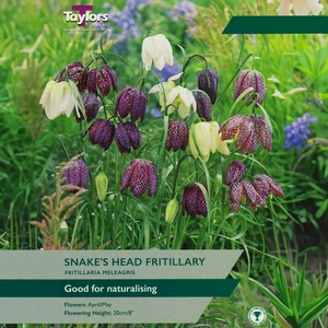 Flower Bulbs - Fritillaria meleagris (10 Bulbs) - image 1