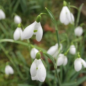 Flower Bulbs - Galanthus elwesii (8 Bulbs) - image 2