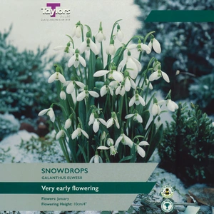 Flower Bulbs - Galanthus elwesii (8 Bulbs) - image 1