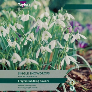 Flower Bulbs - Galanthus Nivalis Field Grown (9 Bulbs) - image 1