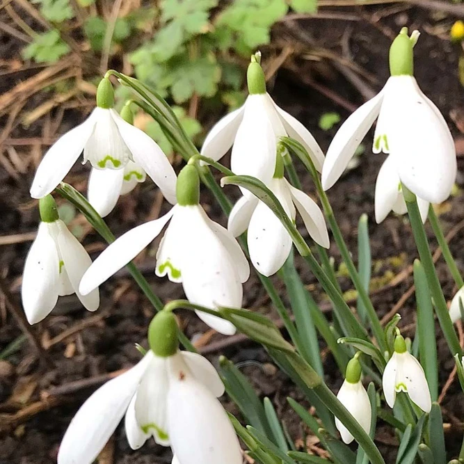 Flower Bulbs - Galanthus Nivalis Field Grown (9 Bulbs) - image 2