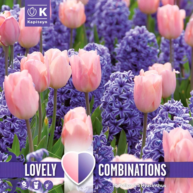 Flower Bulbs - Hyacinth Blue & Tulip Pink (15 Bulbs) Combi Pack 