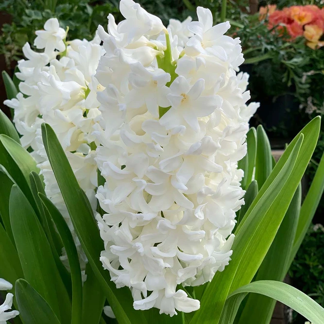 Flower Bulbs - Hyacinth 'Carnegie' (5 Bulbs) - image 2