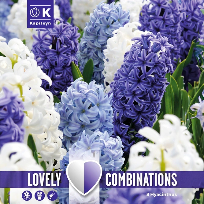 Flower Bulbs - Hyacinth Ocean Blend (8 Bulbs) Combi Pack