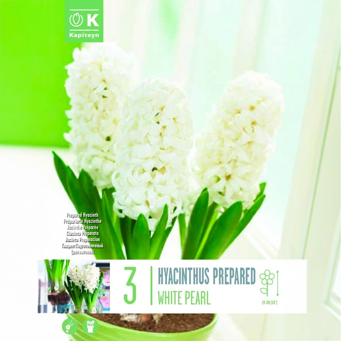 Flower Bulbs - Hyacinth 'Prepared White Pearl' (3 Bulbs)