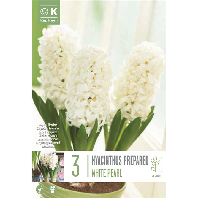 Flower Bulbs - Hyacinth 'Prepared White Pearl' (3 Bulbs)