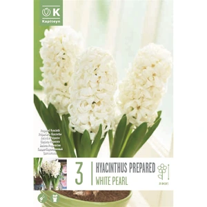 Flower Bulbs - Hyacinth 'Prepared White Pearl' (3 Bulbs)