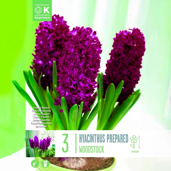 Flower Bulbs - Hyacinth 'Prepared Woodstock' (3 Bulbs)