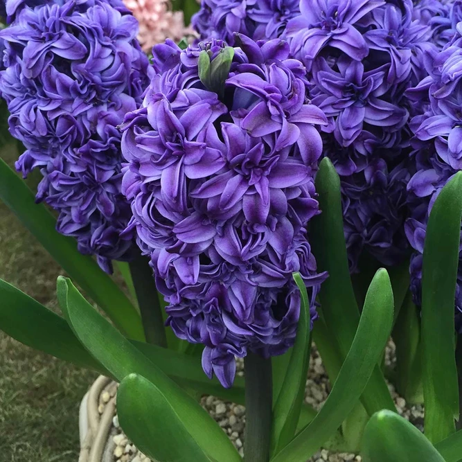Flower Bulbs - Hyacinth 'Royal Navy' (4 Bulbs) - image 2