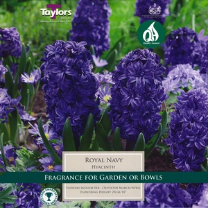 Flower Bulbs - Hyacinth 'Royal Navy' (4 Bulbs) - image 1