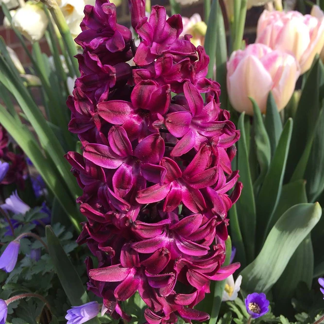 Flower Bulbs - Hyacinth 'Woodstock' (4 Bulbs) - image 2