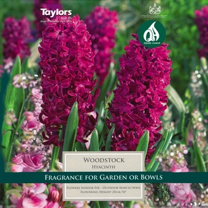 Flower Bulbs - Hyacinth 'Woodstock' (4 Bulbs) - image 1