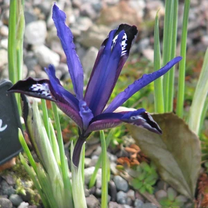 Flower Bulbs - Iris Reticulata 'Blue Note' (12 Bulbs) - image 2
