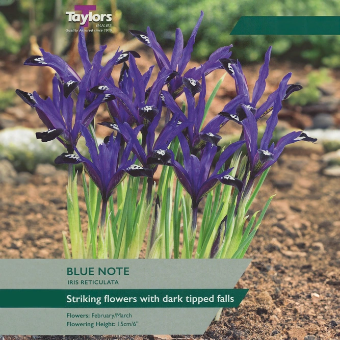 Flower Bulbs - Iris Reticulata 'Blue Note' (12 Bulbs) - image 1
