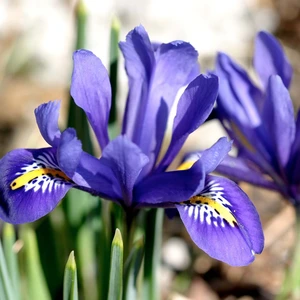 Flower Bulbs - Iris Reticulata 'Harmony' (15 Bulbs) - image 2