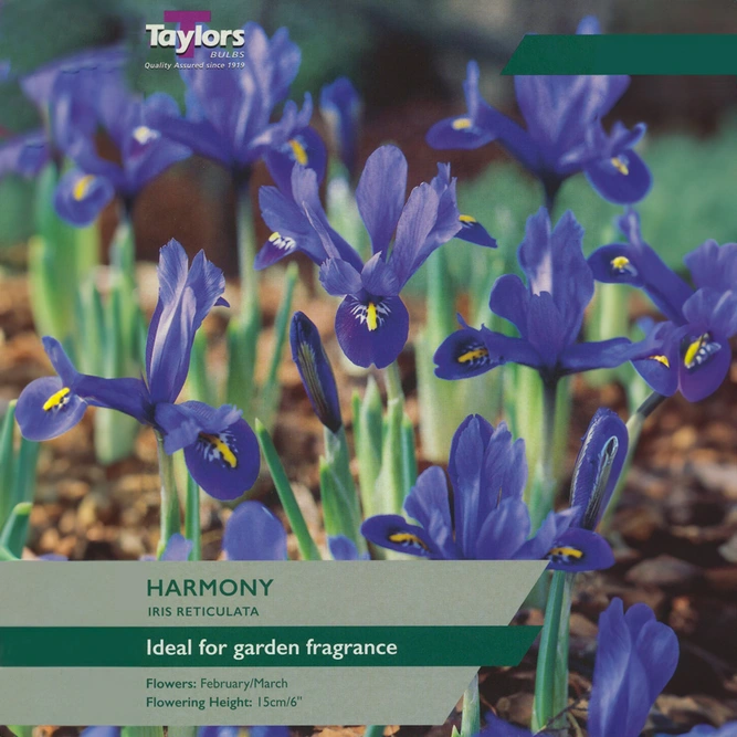 Flower Bulbs - Iris Reticulata 'Harmony' (15 Bulbs) - image 1