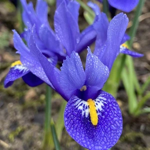 Flower Bulbs - Iris Reticulata 'Harmony' (15 Bulbs) - image 3
