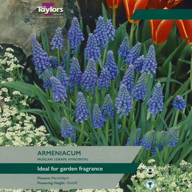Flower Bulbs - Muscari 'Armeniacum' (25 Bulbs) - image 1