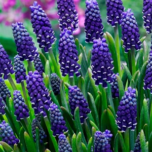 Flower Bulbs - Muscari Night Eyes (15 Bulbs) - image 2