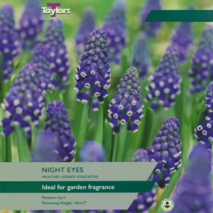 Flower Bulbs - Muscari Night Eyes (15 Bulbs) - image 1