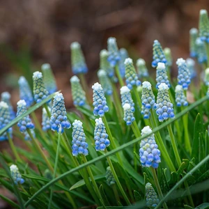 Flower Bulbs - Muscari Peppermint (12 Bulbs) - image 2