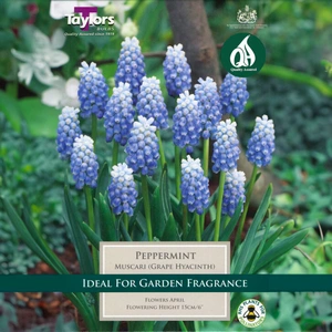 Flower Bulbs - Muscari Peppermint (12 Bulbs) - image 1