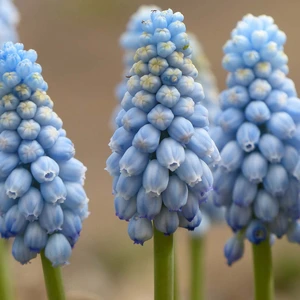 Flower Bulbs - Muscari Valerie Finnis  (12 Bulbs) - image 2