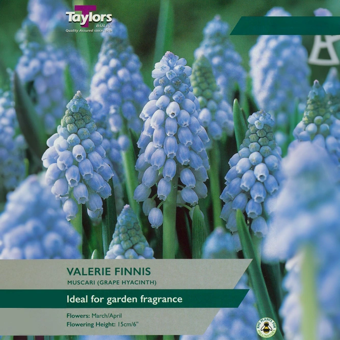 Flower Bulbs - Muscari Valerie Finnis  (12 Bulbs) - image 1