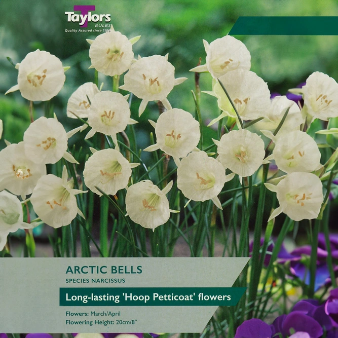 Flower Bulbs - Narcissus 'Arctic Bells' (7 Bulbs)