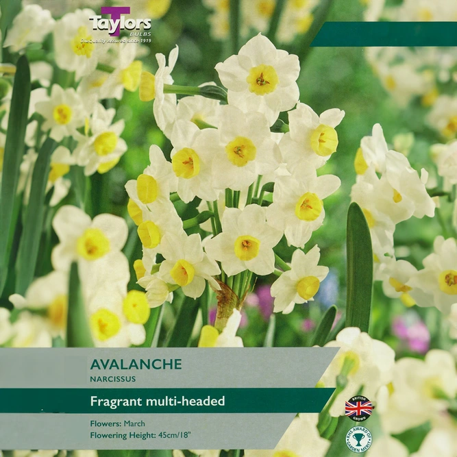 Flower Bulbs - Narcissus 'Avalanche' (7 Bulbs)