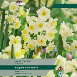 Flower Bulbs - Narcissus 'Avalanche' (7 Bulbs)