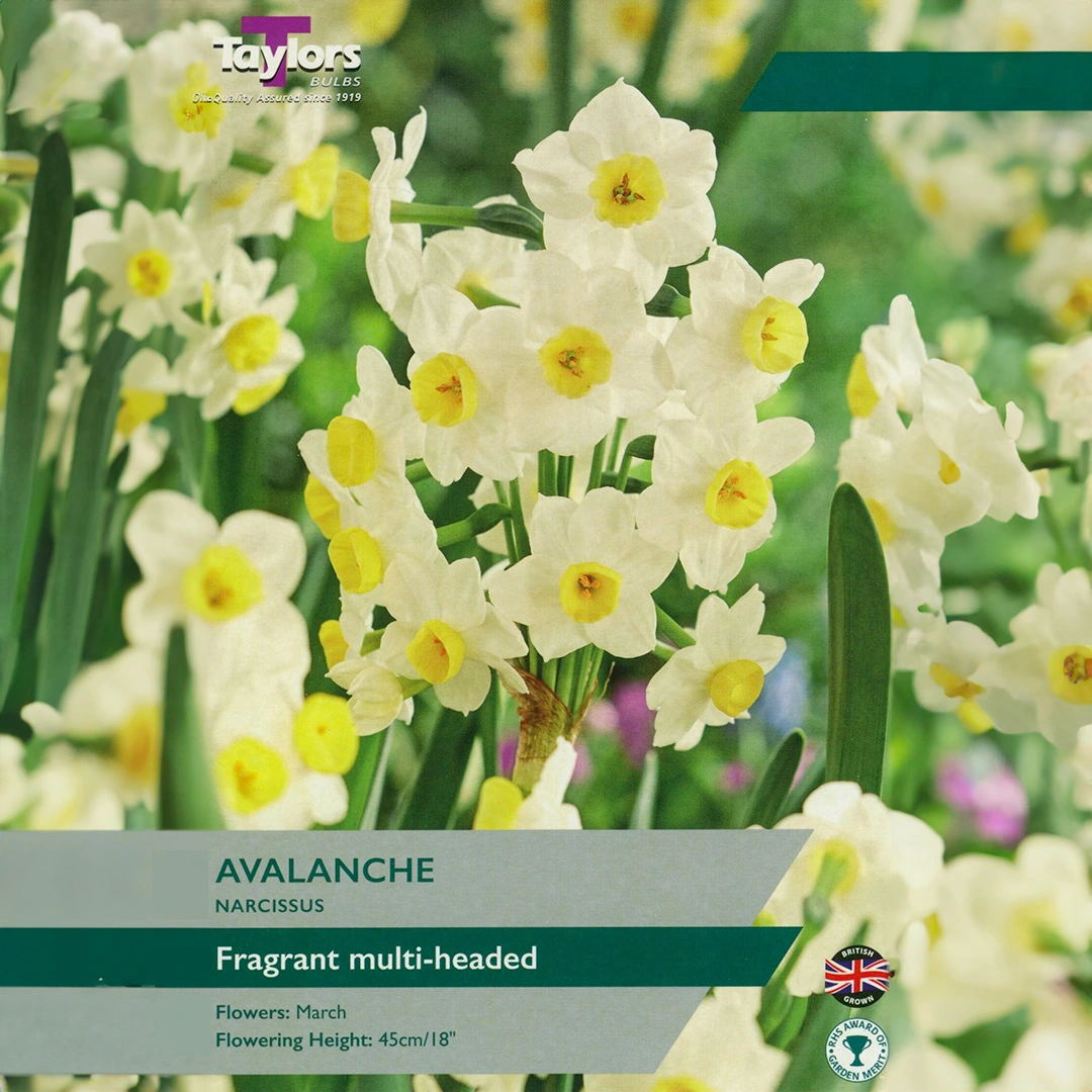 Flower Bulbs Narcissus 'Avalanche' (7 Bulbs) The Boma Garden Centre