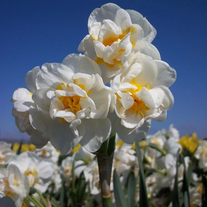 Flower Bulbs - Narcissus 'Bridal Crown' (7 Bulbs) - image 2