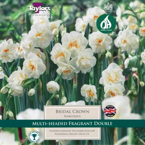 Flower Bulbs - Narcissus 'Bridal Crown' (7 Bulbs) - image 1