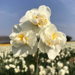 Flower Bulbs - Narcissus 'Cheerfulness White' (7 Bulbs) - image 2
