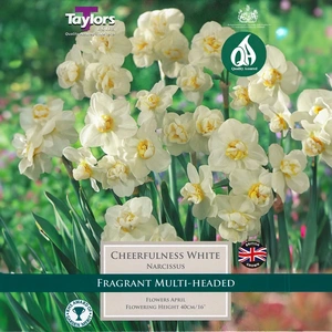 Flower Bulbs - Narcissus 'Cheerfulness White' (7 Bulbs) - image 1
