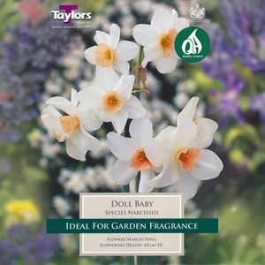 Flower Bulbs - Narcissus 'Doll Baby' (8 Bulbs) - image 1