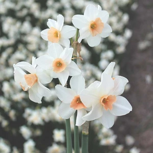 Flower Bulbs - Narcissus 'Doll Baby' (8 Bulbs) - image 2
