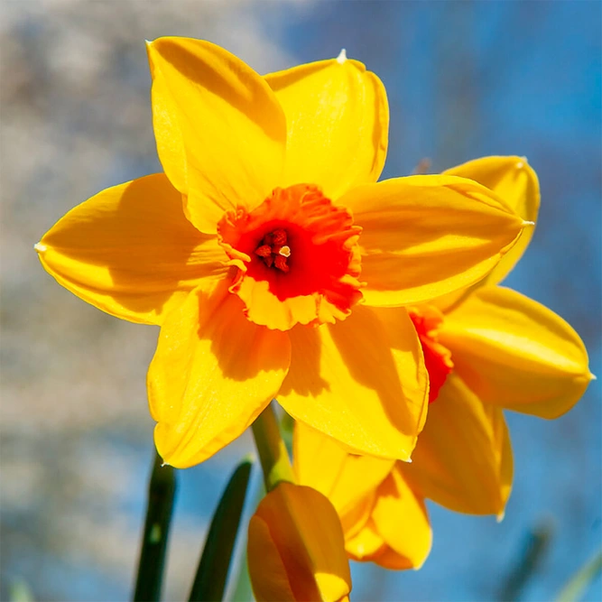 Flower Bulbs - Narcissus 'Fortune' (6kg) - image 2