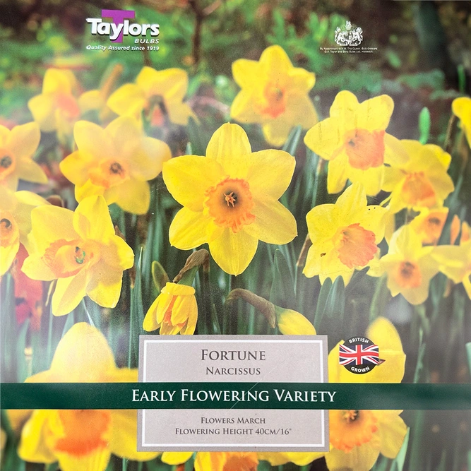 Flower Bulbs - Narcissus 'Fortune' (6kg) - image 1