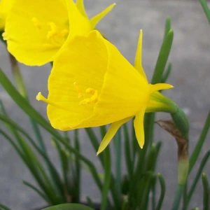 Flower Bulbs - Narcissus 'Golden Bells' (7 Bulbs) - image 2