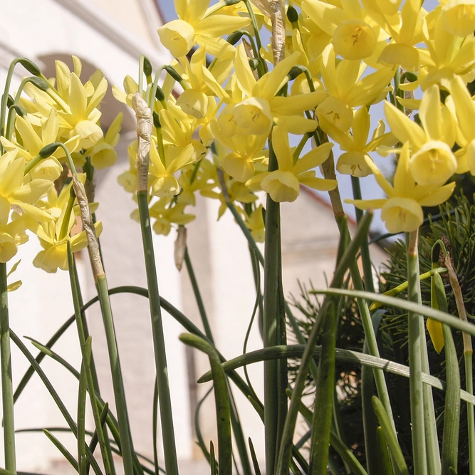 Flower Bulbs - Narcissus 'Hawera' (8 Bulbs) - image 2