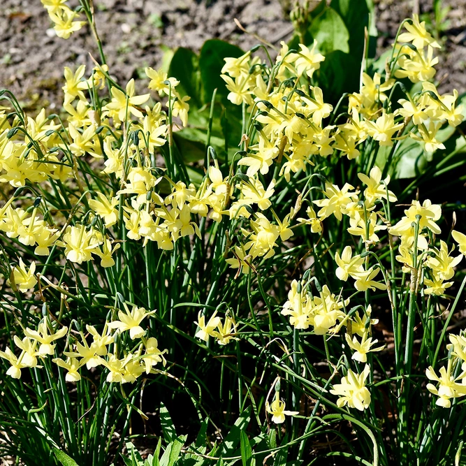 Flower Bulbs - Narcissus 'Hawera' (8 Bulbs) - image 3