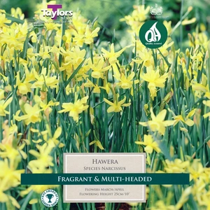 Flower Bulbs - Narcissus 'Hawera' (8 Bulbs) - image 1
