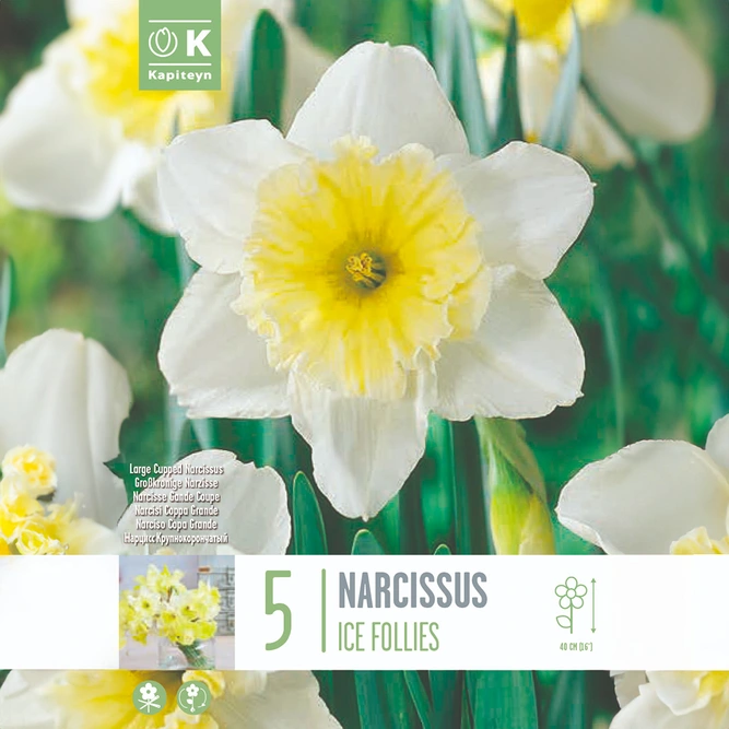 Flower Bulbs - Narcissus 'Ice Follies' (5 Bulbs)