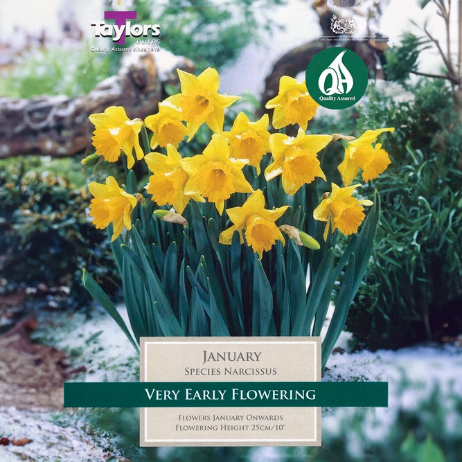 Flower Bulbs - Narcissus 'January' (10 Bulbs) - image 1